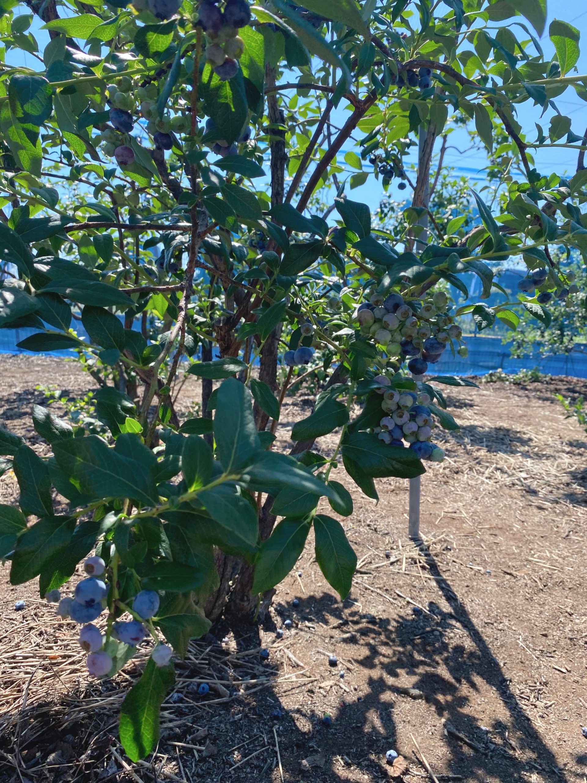 ブルーベリーの木の写真